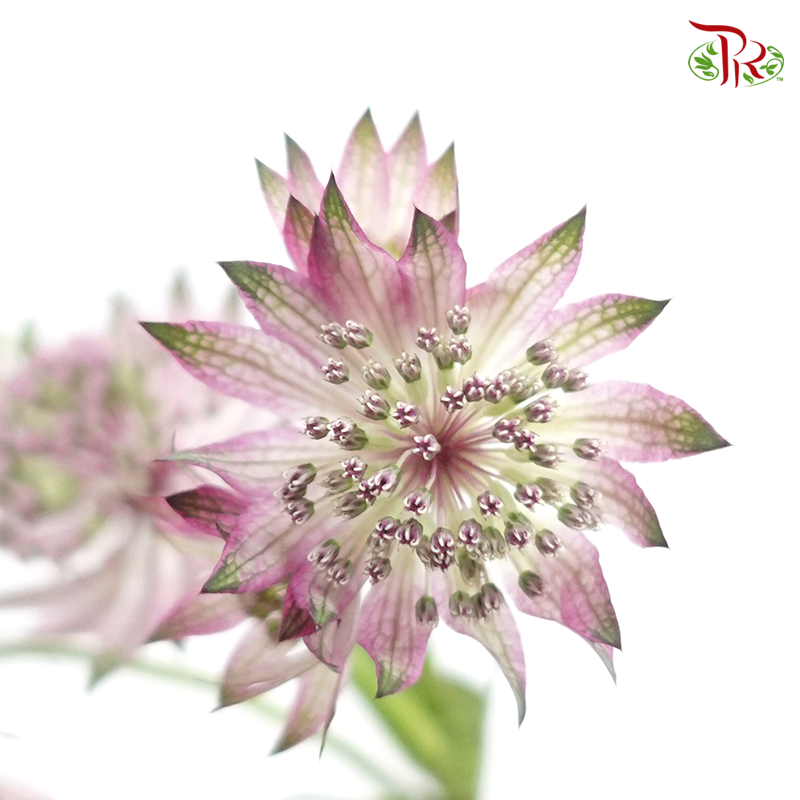 Astrantia - Lilac (5 Stems)-Lilac-Netherland-prflorist.com.my