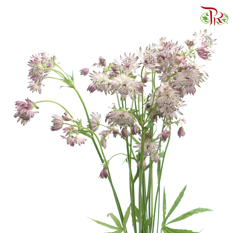 Astrantia - Lilac (5 Stems)-Lilac-Netherland-prflorist.com.my