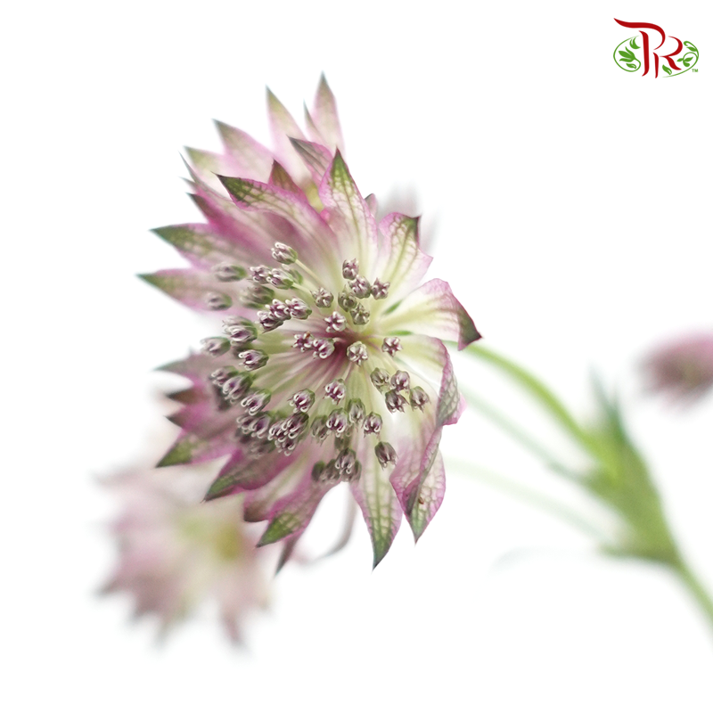 Astrantia - Lilac (5 Stems)-Lilac-Netherland-prflorist.com.my