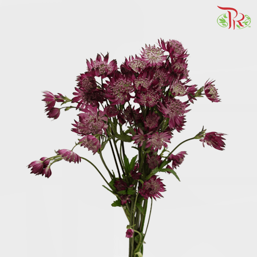 Astrantia - Maroon (10 Stems)-Maroon-Ecd-prflorist.com.my