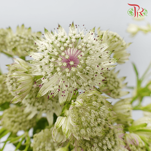 Astrantia - White (10 Stems)-White-Ecd-prflorist.com.my
