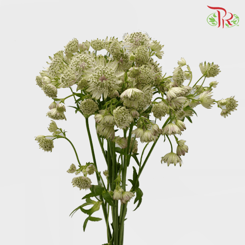 Astrantia - White (10 Stems)-White-Ecd-prflorist.com.my