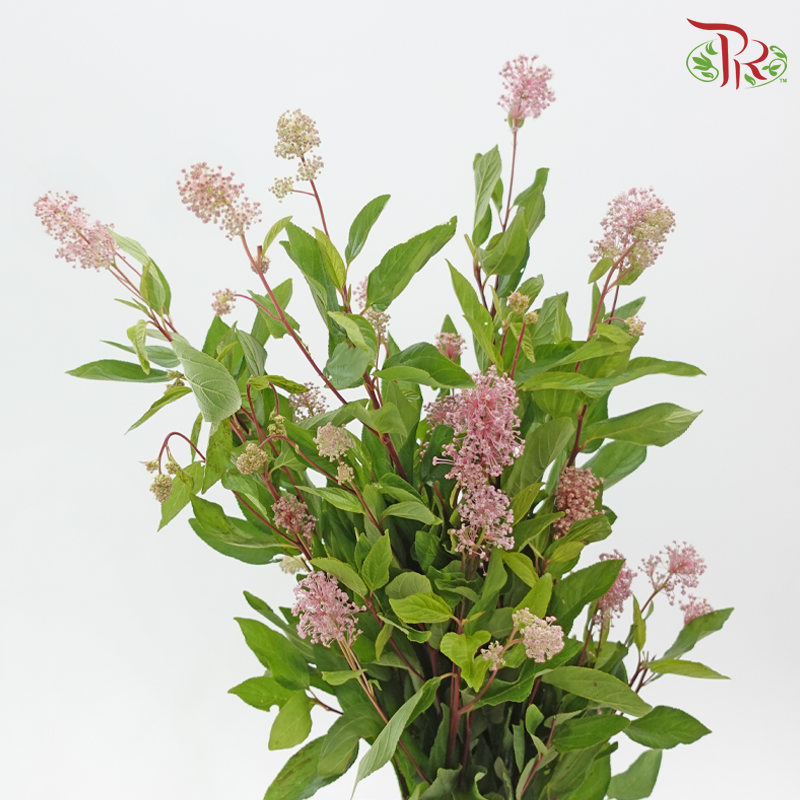 Australia Tea (Per Bunch)-China-prflorist.com.my