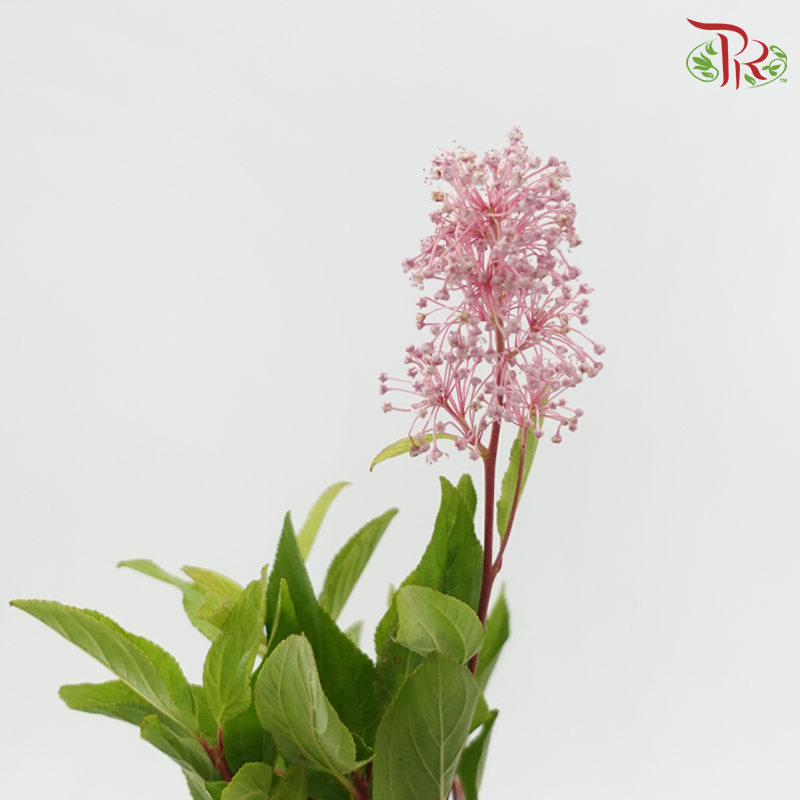 Australia Tea (Per Bunch)-China-prflorist.com.my