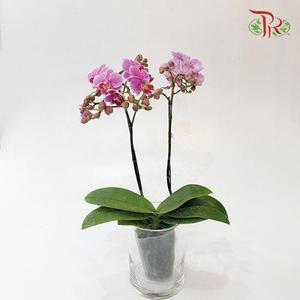 Mini Double Stems Phalaenopsis Orchid