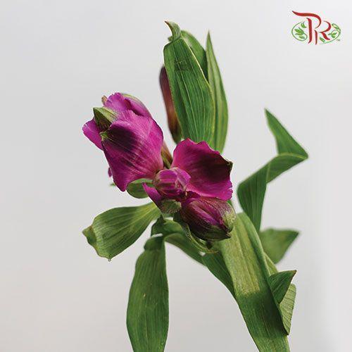 Alstroemeria - Purple (10 Stems) - Pudu Ria Florist