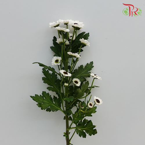 Pom Pom Santini - White (10 Stems) - Pudu Ria Florist