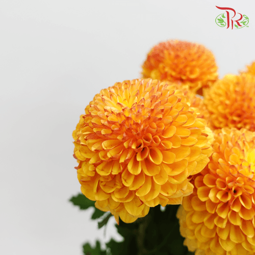 Chrysanthemum Ping Pong - Tangerine (12 Stems) - Pudu Ria Florist