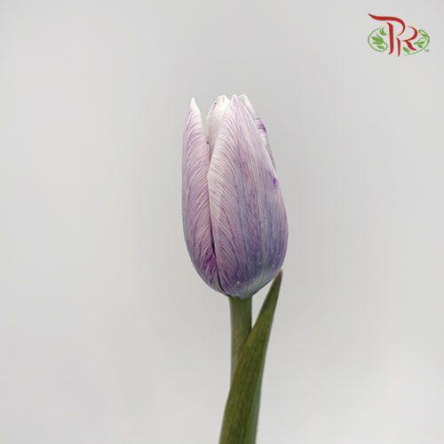 Tulip - Dyed Purple (9-10 Stems) - Pudu Ria Florist
