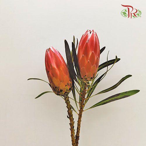 Protea Liebencherry - (2 Stems) - Pudu Ria Florist