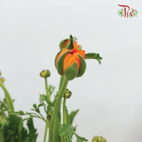 Ranunculus - Orange (10 stems) **Fragile - Pudu Ria Florist