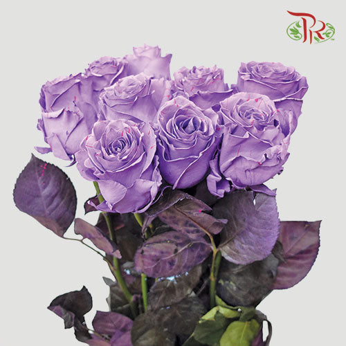 Ceres Rose - Piccaso Lavanda (10 Stems) - Pudu Ria Florist