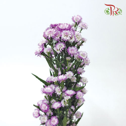 Peacock Tagetes Patula - (Per Bunch) - Pudu Ria Florist