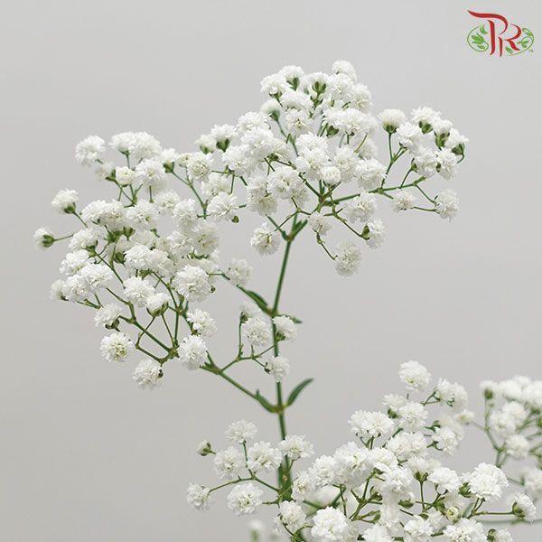 Baby Million Star / Big Bud (Baby's Breath) - (1 Kg)-White-Malaysia-prflorist.com.my