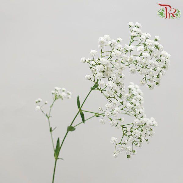 Baby Million Star / Big Bud (Baby's Breath) - (1 Kg)-White-Malaysia-prflorist.com.my
