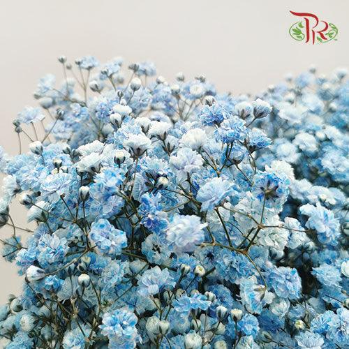 Baby's Breath Dyed - Blue (0.4- 0.5kg)-Blue-China-prflorist.com.my