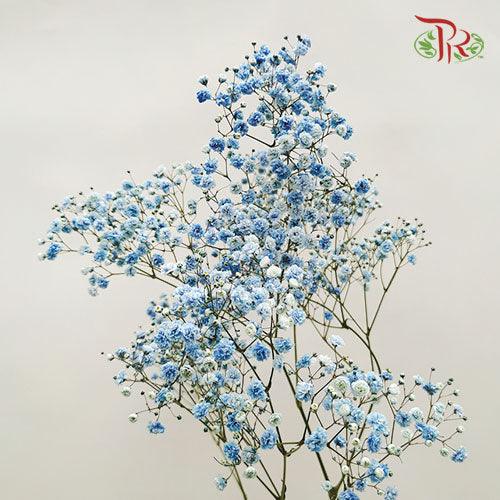 Baby's Breath Dyed - Blue (0.4- 0.5kg)-Blue-China-prflorist.com.my