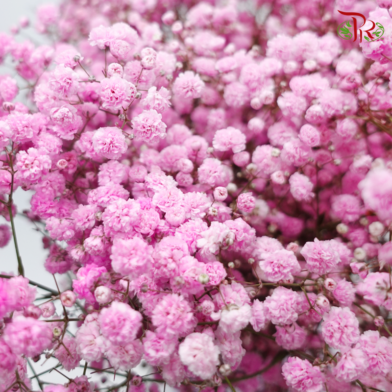 Baby's Breath Dyed - Cherry Pink (0.4 -0.5kg)-Light Pink-China-prflorist.com.my