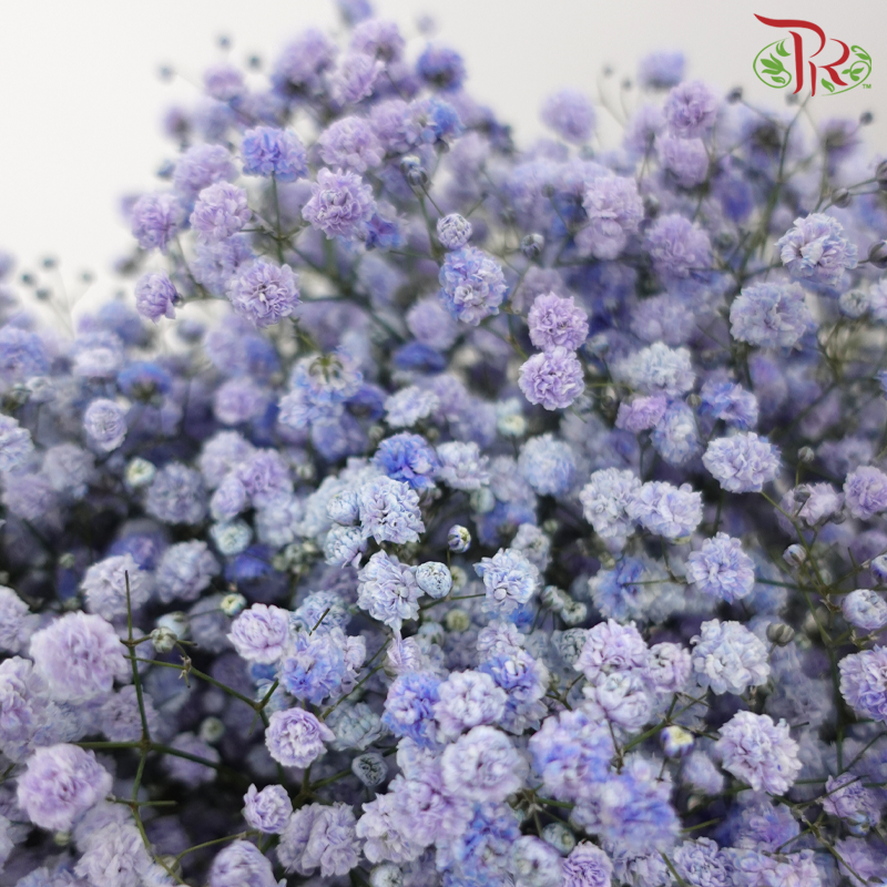 Baby's Breath Dyed - Light Bluish Purple (0.4- 0.5kg)-Purple-China-prflorist.com.my