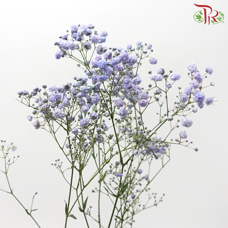 Baby's Breath Dyed - Light Bluish Purple (0.4- 0.5kg)-Purple-China-prflorist.com.my