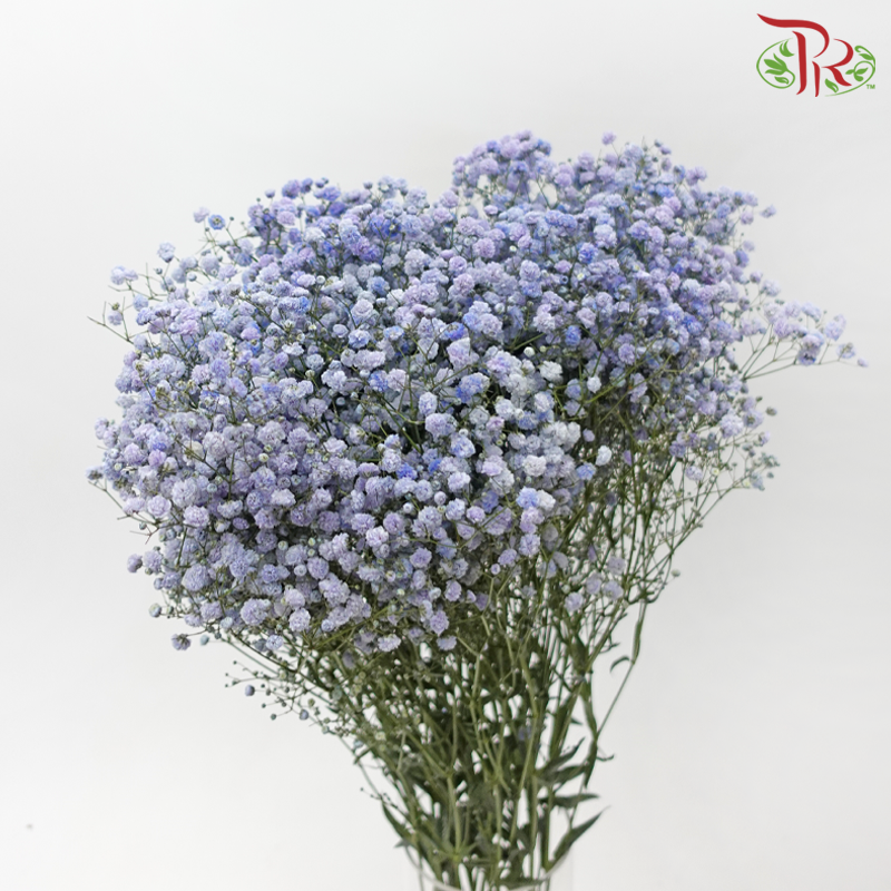 Baby's Breath Dyed - Light Bluish Purple (0.4- 0.5kg)-Purple-China-prflorist.com.my