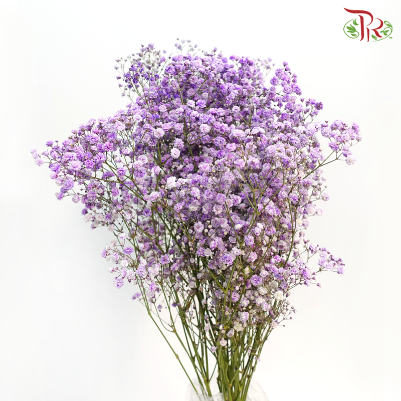 Baby's Breath Dyed - Light Purple (0.4- 0.5kg)-Purple-China-prflorist.com.my