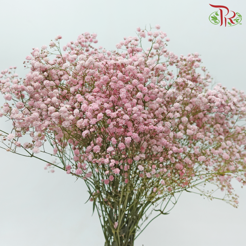 Baby's Breath Dyed - Pastel Pink (0.4 -0.5kg)-Pink-China-prflorist.com.my