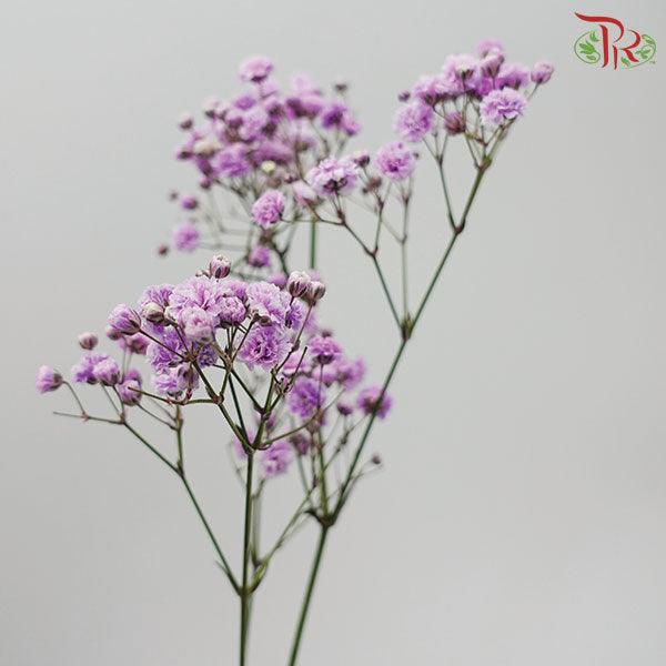 Baby's Breath Dyed - Purple (0.4- 0.5kg)-Purple-China-prflorist.com.my