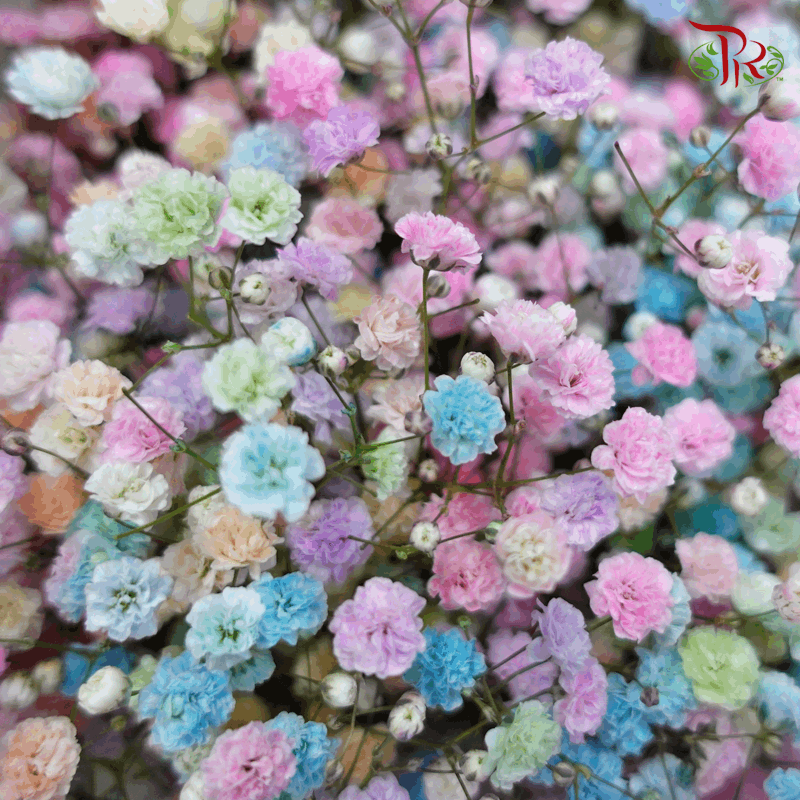 Baby's Breath Dyed - Rainbow (0.4-0.5 kg)-Rainbow-China-prflorist.com.my