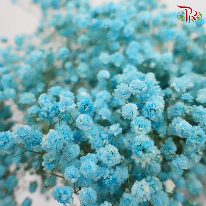 Baby's Breath Dyed -Sapphire Blue (0.4kg- 0.5kg)-Blue-China-prflorist.com.my