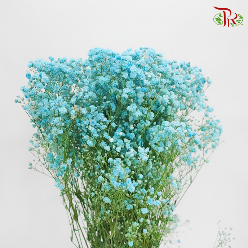Baby's Breath Dyed -Sapphire Blue (0.4kg- 0.5kg)-Blue-China-prflorist.com.my