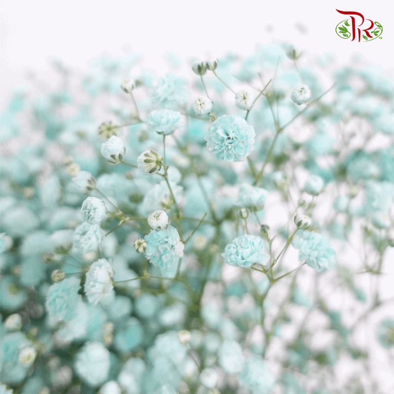 Baby's Breath Dyed - Turquiose Green (0.4-0.5kg)-Turquiose-China-prflorist.com.my