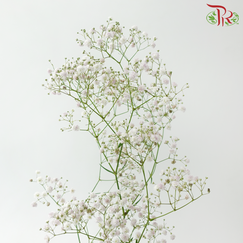 Baby's Breath - Light Pink (2 Stems)-Pink-Japan-prflorist.com.my