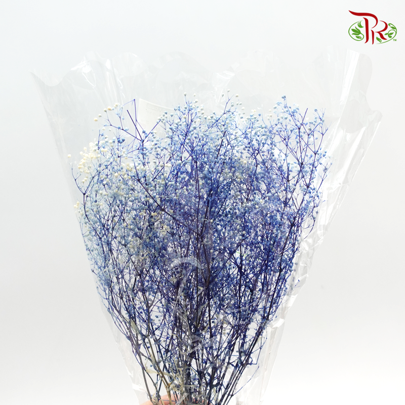 Baby's Breath Mini Preservative - Blue ( 0001-5-016 )-Blue-Japan-prflorist.com.my