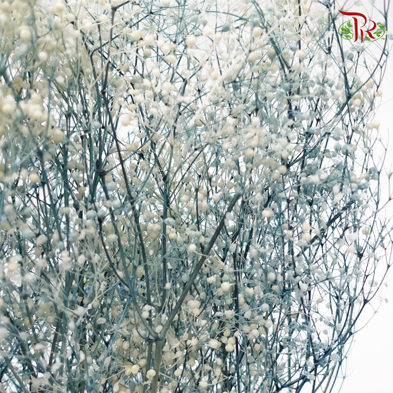 Baby's Breath Mini Preservative - White ( 0001-5-613 )-White-Japan-prflorist.com.my