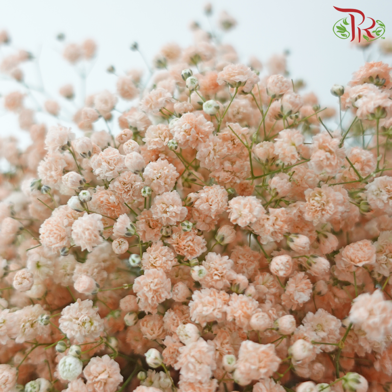 Baby's Breath - Pastel Peach (0.4-0.5 kg)-Champagne / Peach-China-prflorist.com.my
