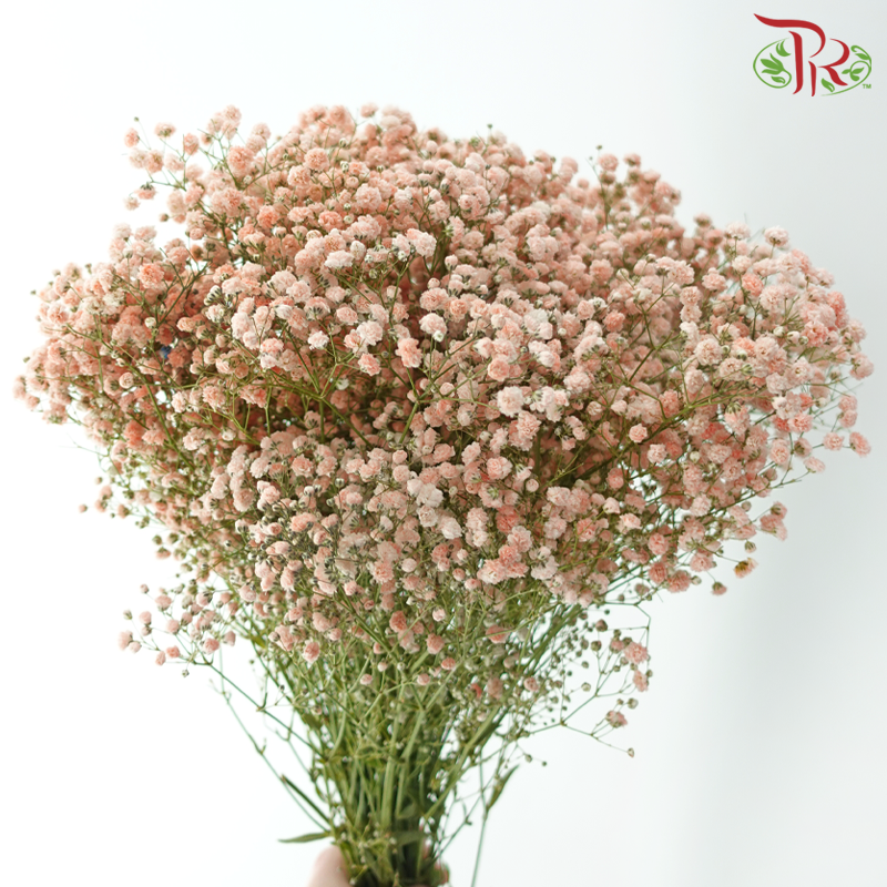 Baby's Breath - Pastel Peach (0.4-0.5 kg)-Champagne / Peach-China-prflorist.com.my