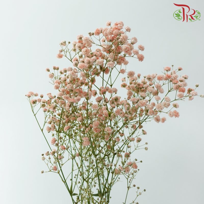 Baby's Breath - Pastel Peach (0.4-0.5 kg)-Champagne / Peach-China-prflorist.com.my
