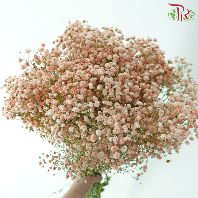 Baby's Breath - Pastel Peach (0.4-0.5 kg)-Champagne / Peach-China-prflorist.com.my
