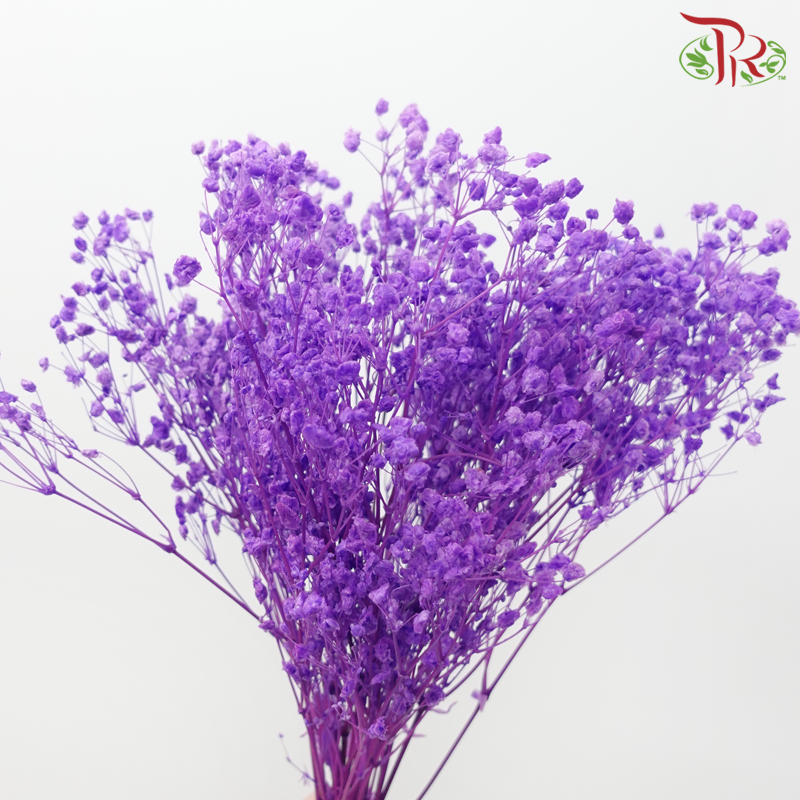 Baby's Breath Preservative - Bright Purple-Purple-China-prflorist.com.my
