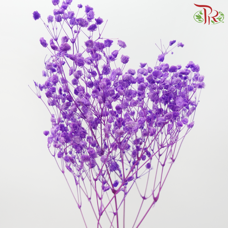 Baby's Breath Preservative - Bright Purple-Purple-China-prflorist.com.my