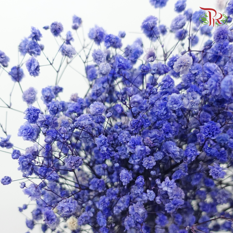 Baby's Breath Preservative - Dark Periwinkle Purple-Purple-China-prflorist.com.my
