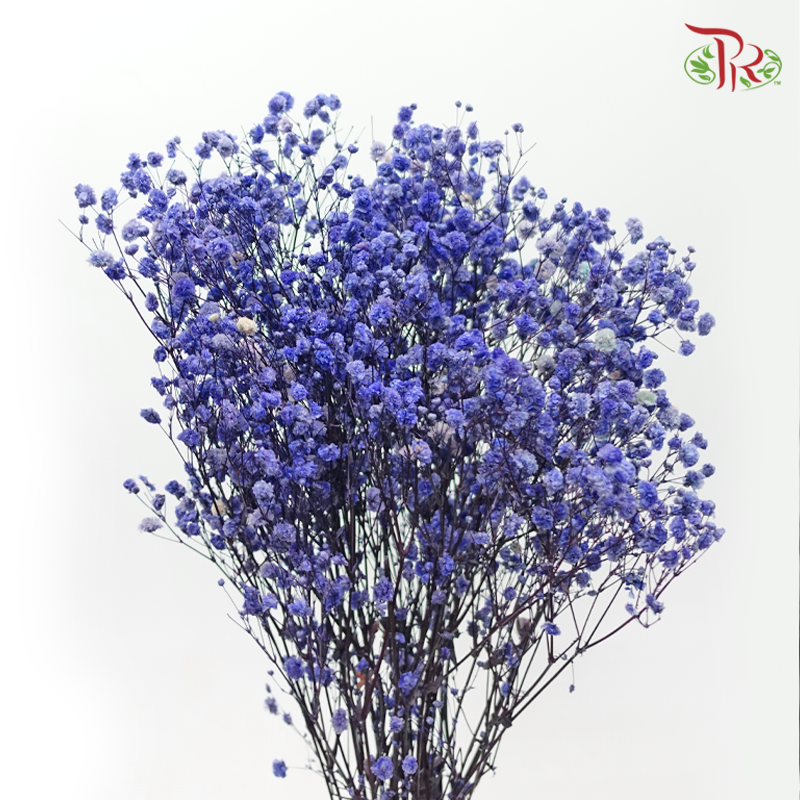 Baby's Breath Preservative - Dark Periwinkle Purple-Purple-China-prflorist.com.my