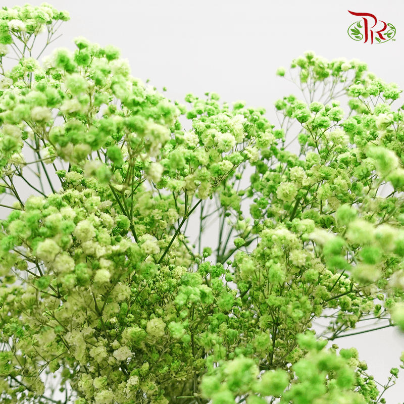 Baby's Breath Preservative - Light Green-Green-China-prflorist.com.my