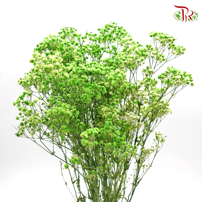 Baby's Breath Preservative - Light Green-Green-China-prflorist.com.my
