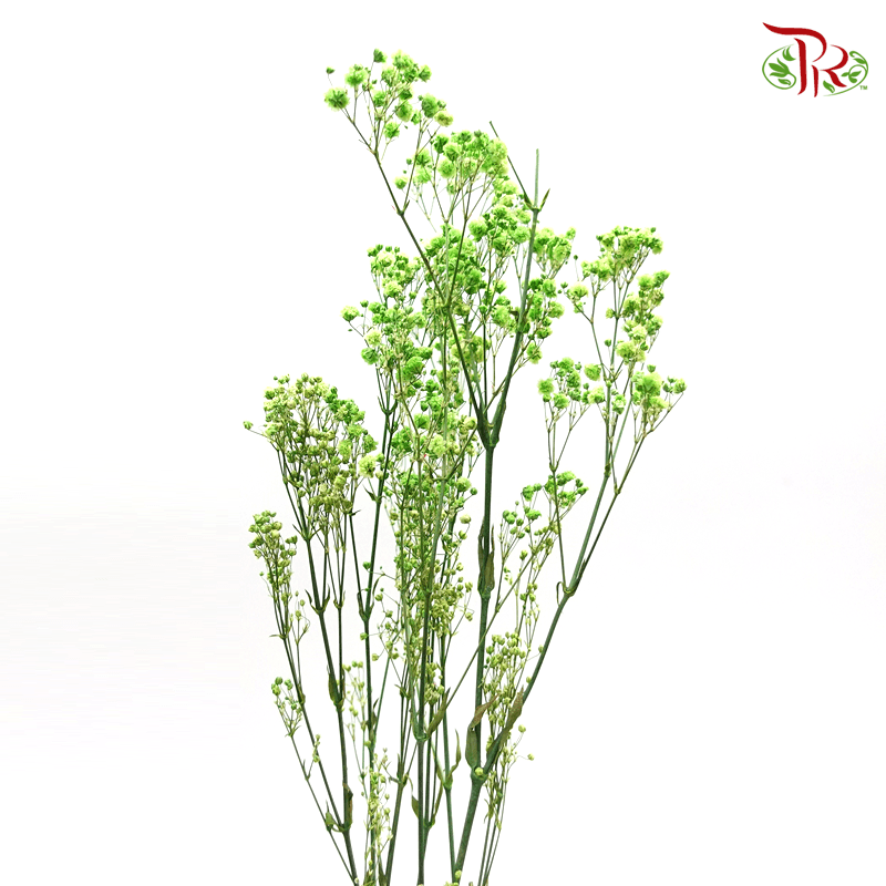 Baby's Breath Preservative - Light Green-Green-China-prflorist.com.my