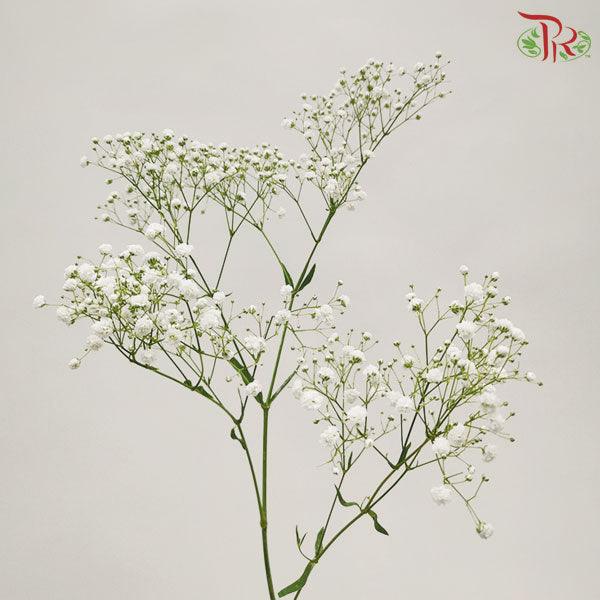 Baby's Breath - White (0.4-0.5 kg)-White-China-prflorist.com.my
