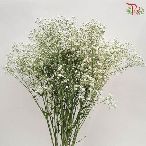 Baby's Breath White - 10 Stems-White-Netherland-prflorist.com.my