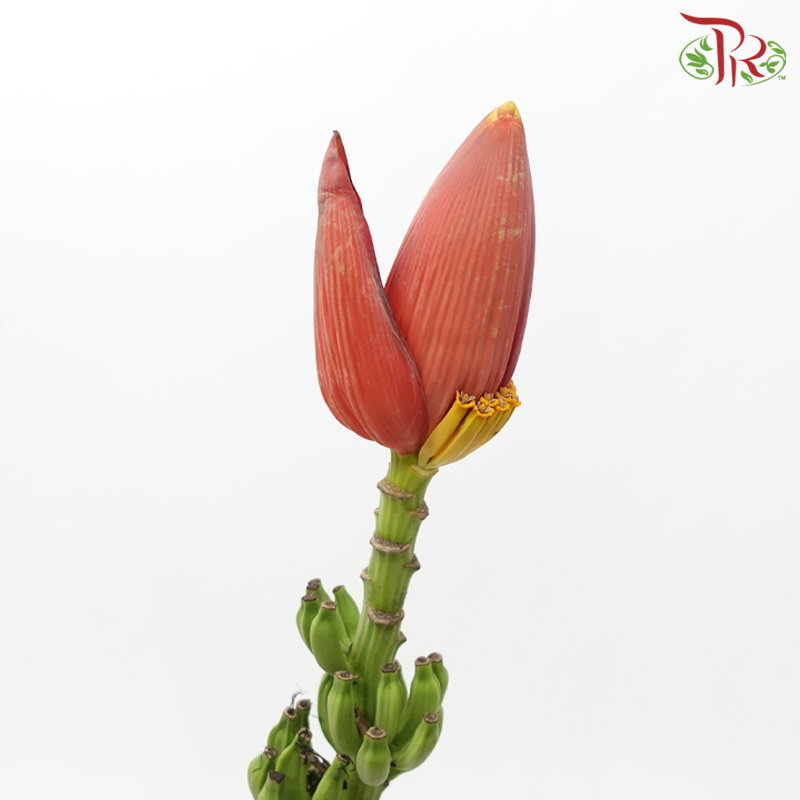 Banana Flower - (Per Stem)-Malaysia-prflorist.com.my
