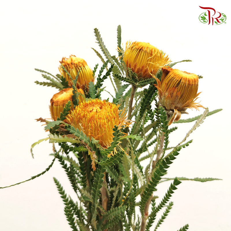 Banksia Dryandra - (10 Stems)-Brown-Africa-prflorist.com.my
